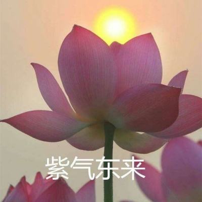 口袋精灵宝可梦手游